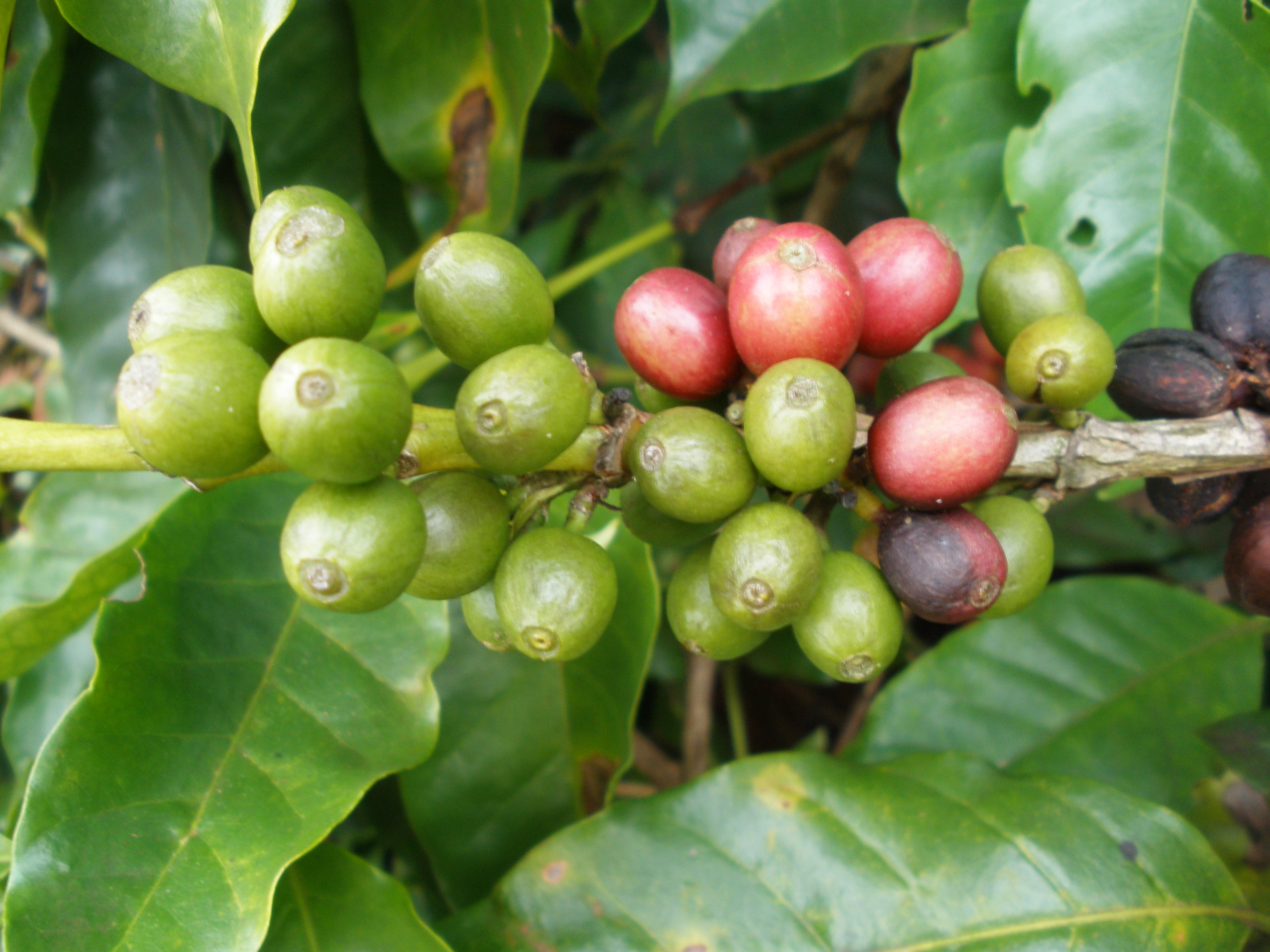 Planta do Café 015.jpg