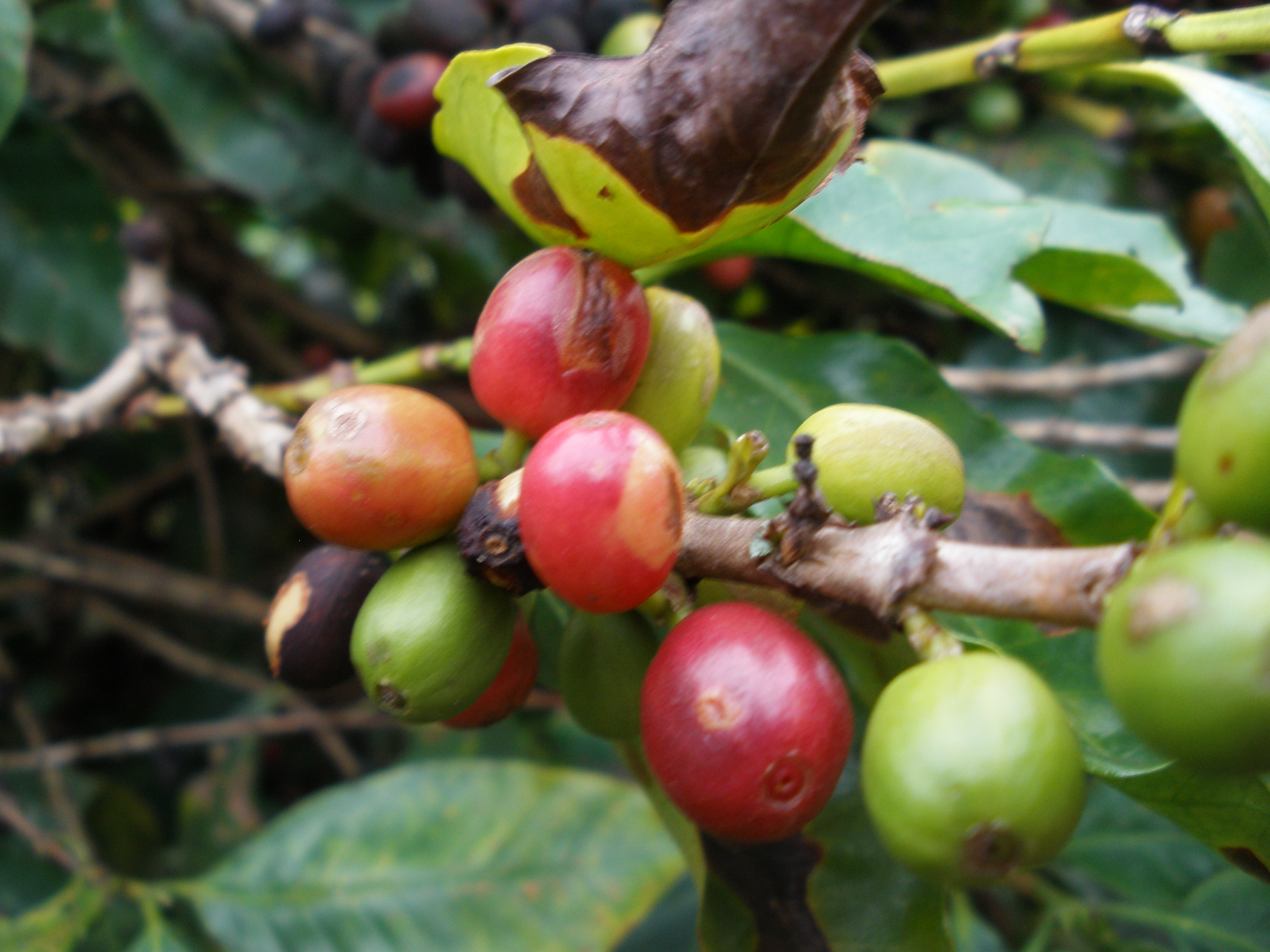 Planta do Café 010.jpg